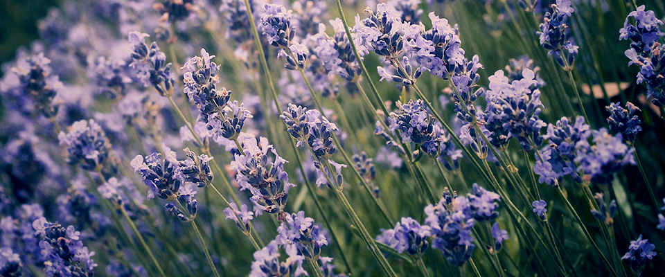 ddos攻击在哪能买到